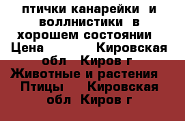  птички канарейки  и воллнистики  в хорошем состоянии › Цена ­ 2 000 - Кировская обл., Киров г. Животные и растения » Птицы   . Кировская обл.,Киров г.